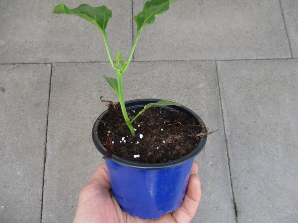 Paprika Pflanze Beluga Yellow F1 - im 10,5cm Topf in blau