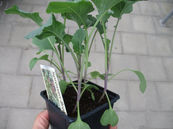 Gemüse-Jungpflanze Broccoli - Sprossen Burgundy F1 zu 4 Pfl. im 9cm-4-Ecktopf