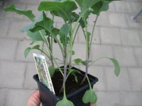 Gemüse-Jungpflanze Broccoli - Sprossen Burgundy F1...