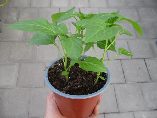 Paprika Pflanze Lubega® Mini Mix F1 Trio - im 14cm Topf in ton