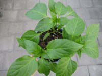 Paprika Pflanze Lubega® Mini Mix F1 Trio - im 14cm...