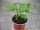 Paprika Pflanze Lubega® Mini Mix F1 Trio - im 14cm Topf in ton