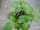 Paprika Pflanze Lubega® Mini Mix F1 Trio - im 14cm Topf in ton