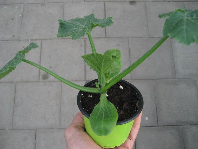 Zucchini Pflanze Rhodos F1 - im 9cm Topf in grn - Grtnerei Ziencz