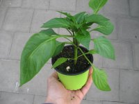 Paprika Pflanze Monte F1 - im 10,5cm Topf in grün