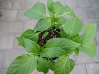 Paprika Pflanze Trio-Mini-Paprika Lubega® F1 - im 14cm Topf in ton
