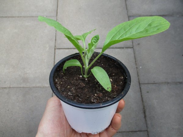 Aubergine Pflanze Lato F1 - im 10,5cm Topf in weiß