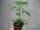 Peperoni - Chili Pflanze De Cheyenne - im 10,5cm Topf in ton