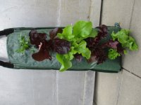 Pflücksalat - Pflanzsack -