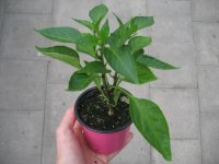 Peperoni - Chili Pflanze Jalapeno Samira® Shiny F1 -...