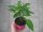 Peperoni - Chili Pflanze Jalapeno Samira® Shiny F1 - im 10,5cm Topf in pink