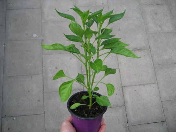 Peperoni - Chili Pflanze Scotch Bonnet Animo® Red - im 10,5cm Topf in brombeer