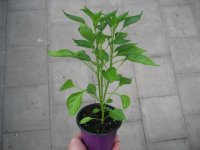 Peperoni - Chili Pflanze Scotch Bonnet Animo® Red -...