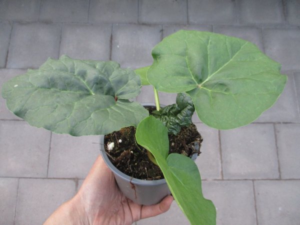 Rhabarber Pflanze Sanvitos® Summer - im 12cm Topf in taupe