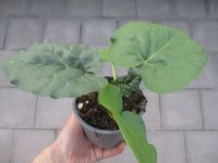 Rhabarber Pflanze Sanvitos® Summer - im 12cm Topf in...