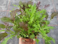 Schnittsalat Pflanze Asia-Mix - im 13cm Topf