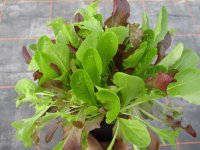 Schnittsalat Pflanze Babyleaf-Mix - im 13cm Topf in schwarz