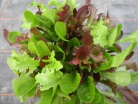 Schnittsalat Pflanze Babyleaf-Mix - im 13cm Topf
