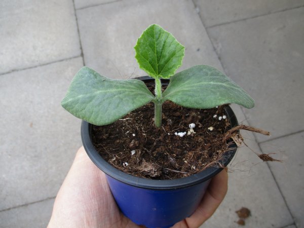Speisekürbis Pflanze Butterbaby® F1 - im 9cm Topf in blau