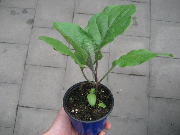 Aubergine Pflanze Moneymaker Nr. 2 F1 - im 10,5cm Topf in blau