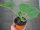Speisekürbis Pflanze Gelber Zentner - im 9cm Topf in orange