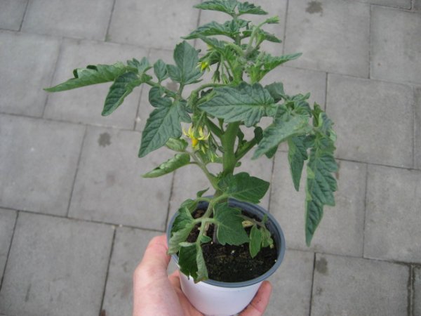 Tomaten Pflanze -Busch- Rentita - im 10,5cm Topf in weiß