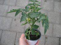 Tomaten Pflanze -Busch- Rentita - im 10,5cm Topf in...