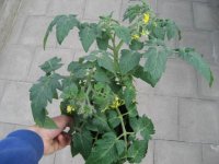 Tomaten Pflanze -Busch- Totem F1 - im 17cm Topf in schwarz