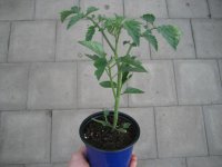 Tomaten Pflanze -Cocktail ± 20g- Delicacy F1 - im 10,5cm Topf in blau