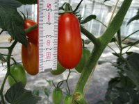Tomaten Pflanze -Cocktail ± 20g- Delicacy F1 - im...