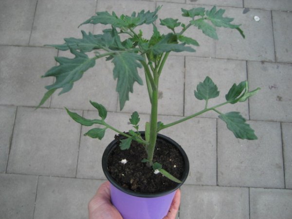 Tomaten Pflanze -Cocktail- Golden Pearl F1 - im 10,5cm Topf in lavendel