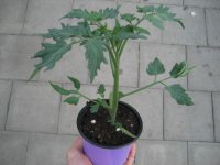 Tomaten Pflanze -Cocktail ± 20g- Golden Pearl F1 - im 10,5cm Topf in lavendel