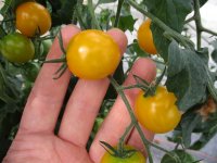 Tomaten Pflanze -Cocktail ± 20g- Golden Pearl F1 -...