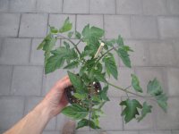 Tomaten Pflanze -Cocktail ± 40g- Picolino F1 - im 12cm Topf in pink