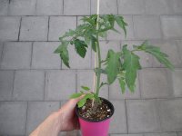Tomaten Pflanze -Cocktail- Picolino F1 - im 12cm Topf in...
