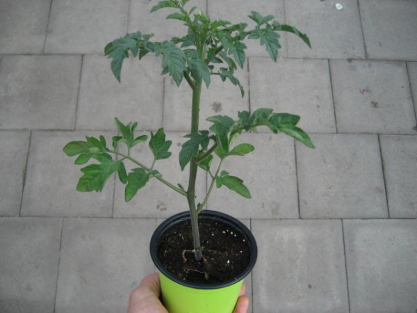 Tomaten Pflanze -Cocktail- Sweet Million F1 - im 10,5cm Topf in grün