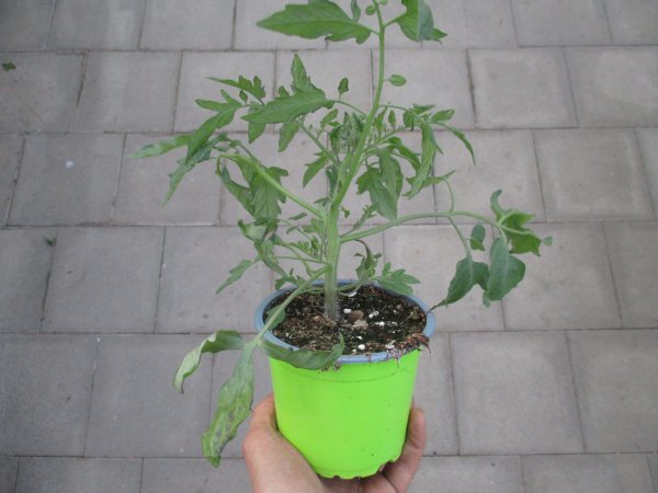 Tomaten Pflanze -Cocktail- Tumbling Tom Red - im 12cm Topf in grün