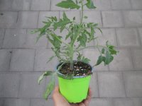 Tomaten Pflanze -Cocktail ± 20g- Tumbling Tom Red - im 12cm Topf in grün