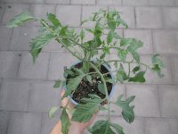 Tomaten Pflanze -Cocktail ± 20g- Tumbling Tom Red - im 12cm Topf in grün