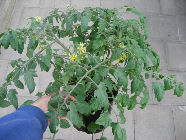 Tomaten Pflanze -Cocktail ± 20g- Tumbling Tom Red - im 17cm Topf in ton