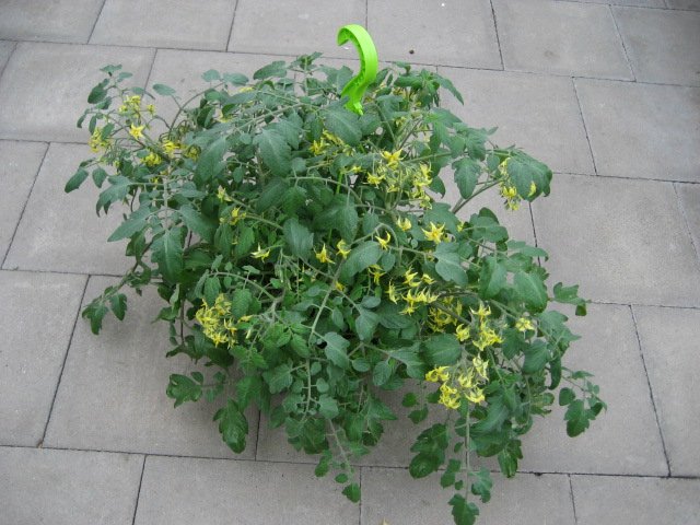Ampeltomaten-Saatgut 'Tumbling Tom Yellow' – Gelbe, Runde Tomaten, Ideal Für Ampeln & Balkon