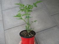 Tomaten Pflanze -DIE BESONDERE- Annamay F1 - im 12cm Topf in rot