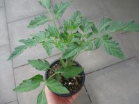 Tomaten Pflanze -DIE BESONDERE- Annamay F1 - im 12cm Topf...