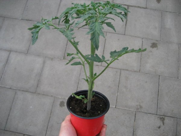 Tomaten Pflanze -Fleisch- Master Nr. 2 - im 10,5cm Topf in rot