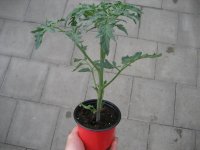Tomaten Pflanze -Fleisch ± 200g- Master Nr. 2 - im...