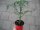 Tomaten Pflanze -Fleisch ± 200g- Master Nr. 2 - im 10,5cm Topf in rot
