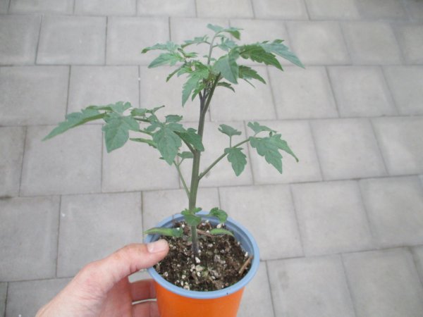 Tomaten Pflanze -Honig- Solena® Choco F1 - im 10,5cm Topf in taupe mit Stab 30cm blau