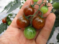 Tomaten Pflanze -Cocktail ± 20g- Solena® Choco F1 - im 10,5cm Topf in orange