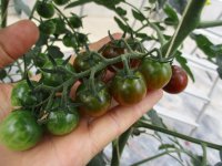 Tomaten Pflanze -Cocktail ± 20g- Solena® Choco F1 - im 10,5cm Topf in orange