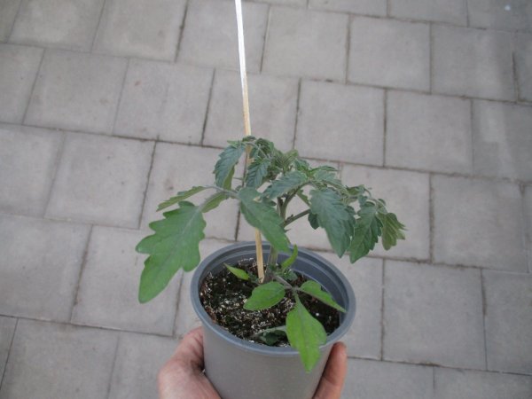 Tomaten Pflanze -Cocktail ± 5g- Johannisbeer - im 10,5cm Topf in taupe mit Stab 30cm silber